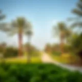 Lush Greenery at Al Bateen Park A serene view of Al Bateen Park showcasing its lush greenery and walking paths.
