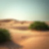 Lush desert landscape in Batain Liwa showcasing sand dunes and vegetation