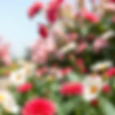 Diverse Floral Species in Seasonal Bloom Seasonal blooms showcasing diverse flower species